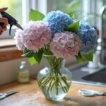 comment conserver des fleurs d'hortensia dans un vase