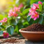 découvrez comment utiliser le marc de café comme engrais naturel pour stimuler la croissance de votre laurier rose et améliorer la santé de vos plantes.